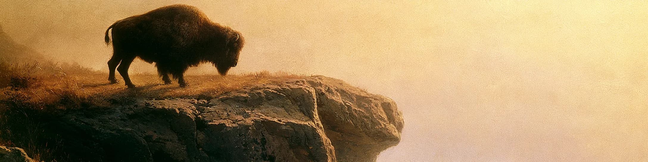 A lone bison standing at the edge of a cliff summit in golden haze